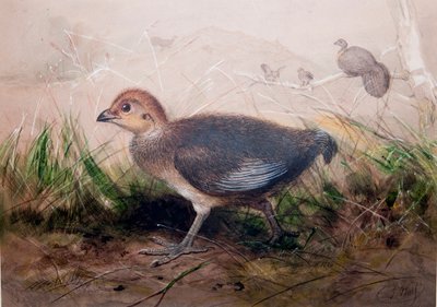 Mégapodes - Joseph Wolf